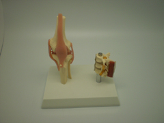 Knee And Lumbar Vertebrae Model Pharmaceutical and Anatomical Model Gifts